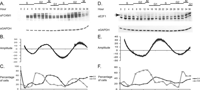 FIGURE 1: