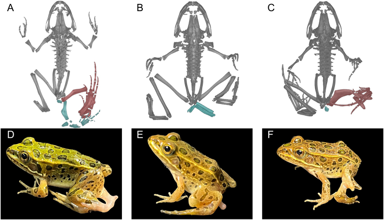 Outbreak Of Parasite-induced Limb Malformations In A Declining 