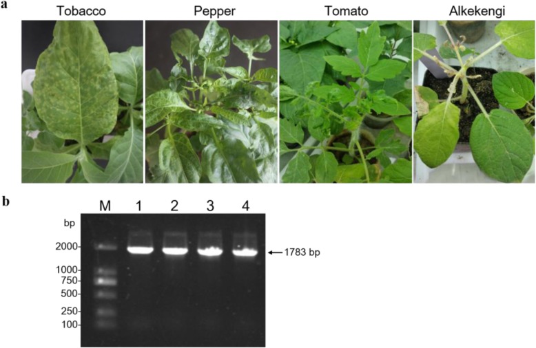 Fig. 2