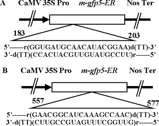 Fig. 1 A and B