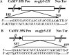 Fig. 1 A and B