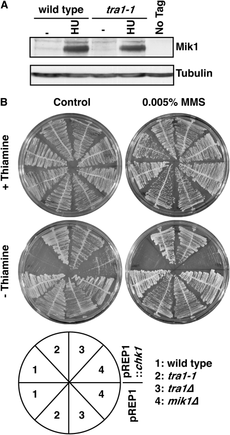 Figure 3.—