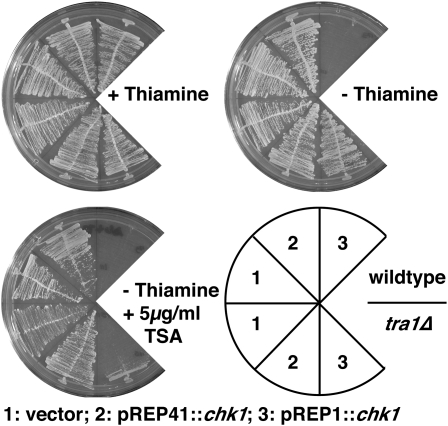 Figure 2.—