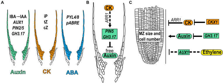 FIGURE 7