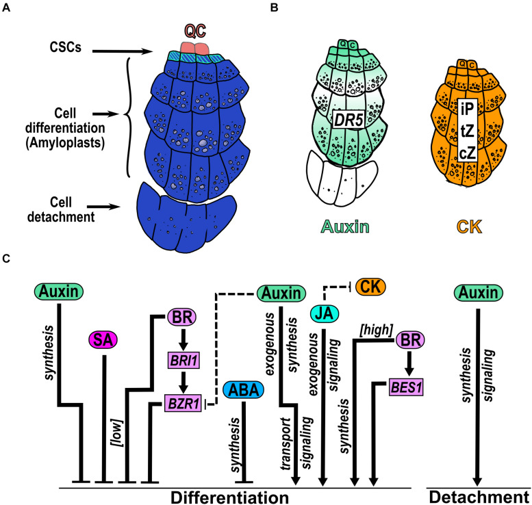 FIGURE 6