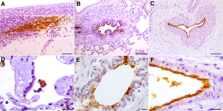 Figure 5