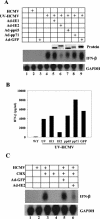 FIG. 2.