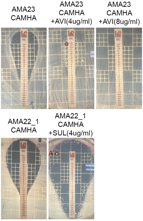 Antibiotic susceptibility testing of AMA23 and AMA22_1 bacterial strains on CAMHA plates with various antibiotics, including AVI and SUL, using gradient diffusion strips for measuring inhibition zones.