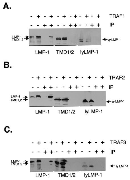 FIG. 6.