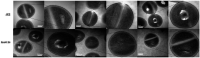Figure 7—figure supplement 2.