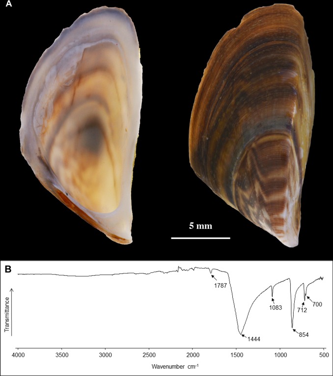 Fig 2