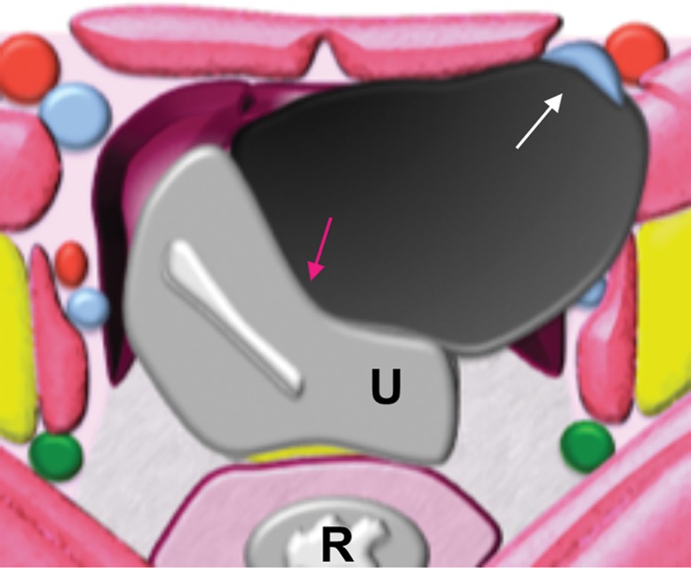 Figure 5c.