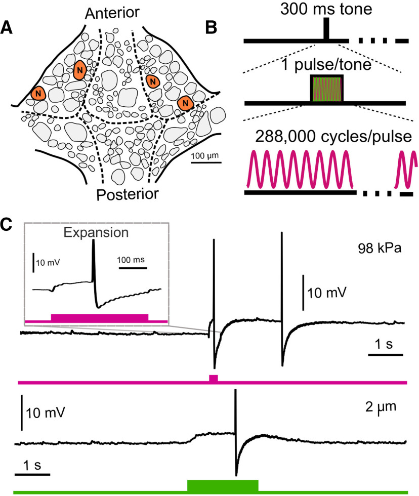 Figure 5.