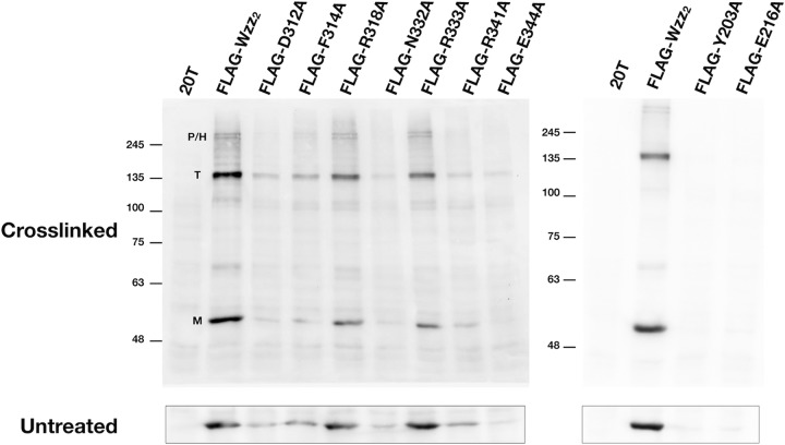 FIG 6