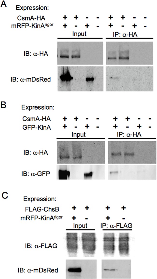 Fig 7