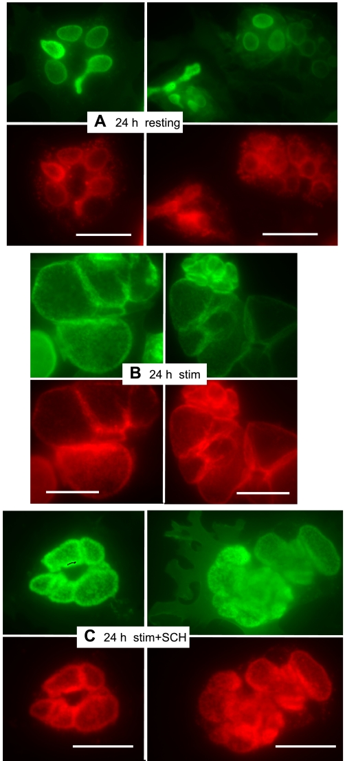 Fig. 2.