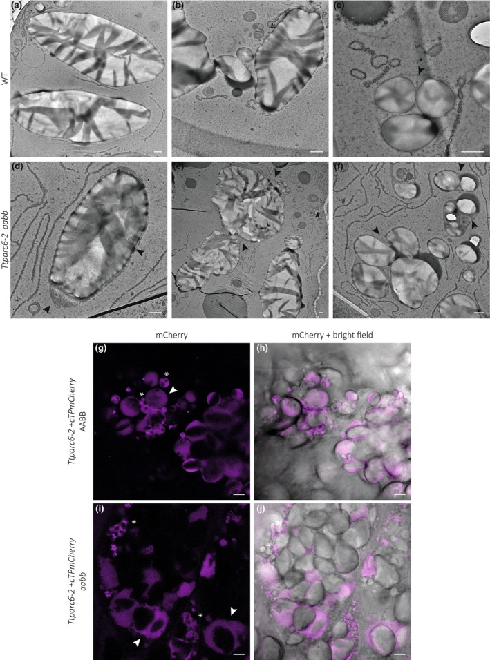 Fig. 6