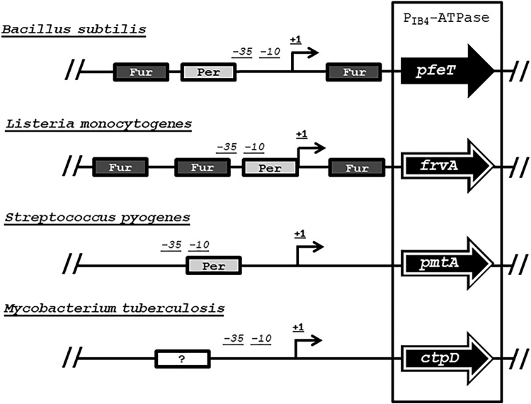 FIG 8