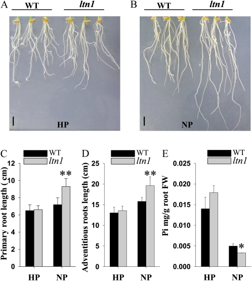 Figure 6.