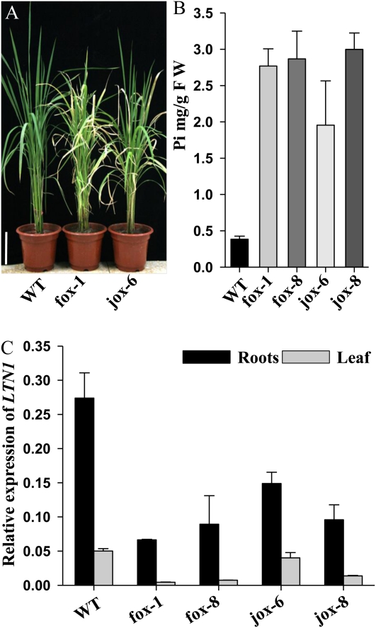 Figure 11.