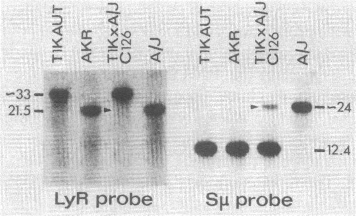 graphic file with name pnas00461-0240-a.jpg