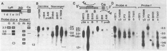 graphic file with name pnas00461-0239-a.jpg