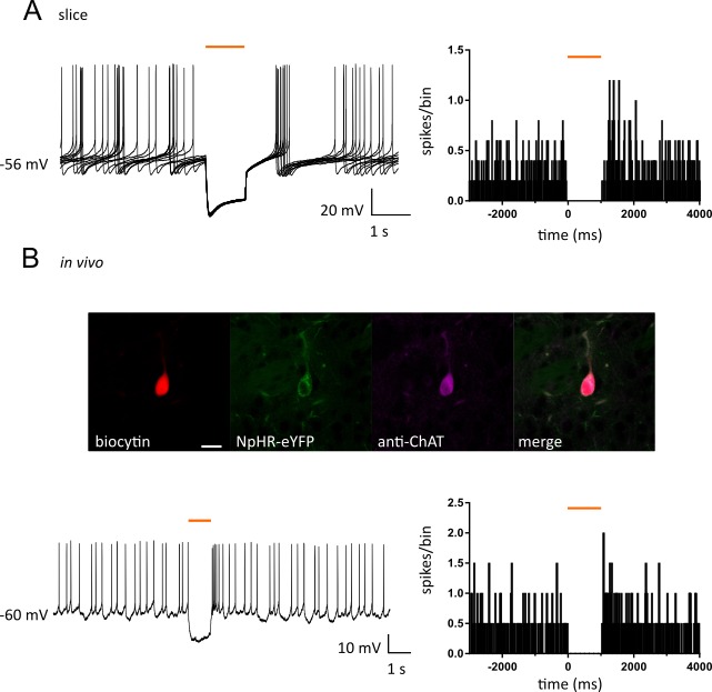 Figure 1—figure supplement 1.