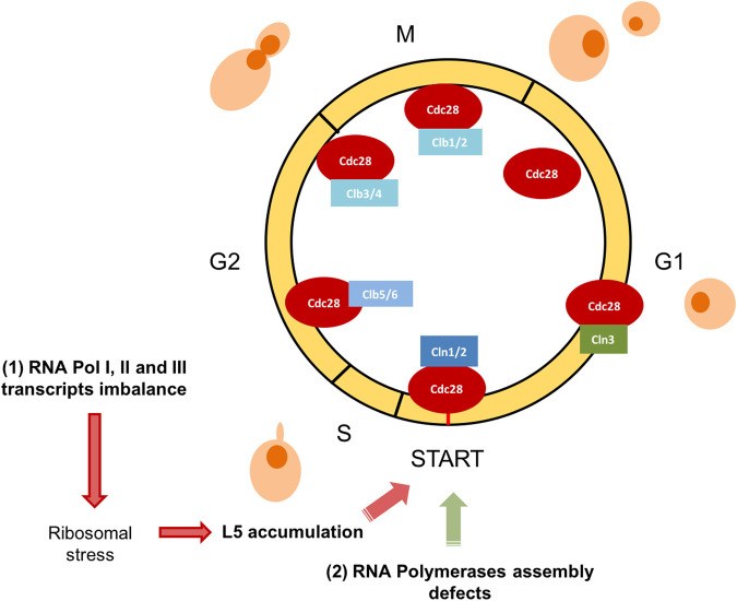 FIGURE 2