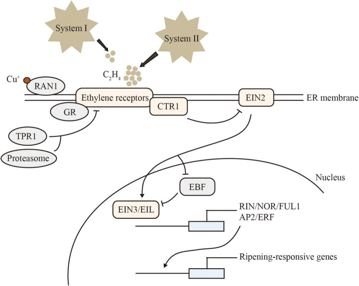 FIGURE 1