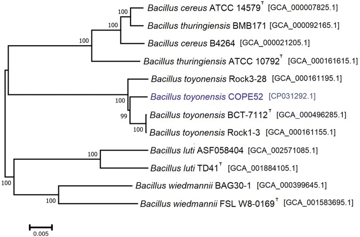 Fig. 1