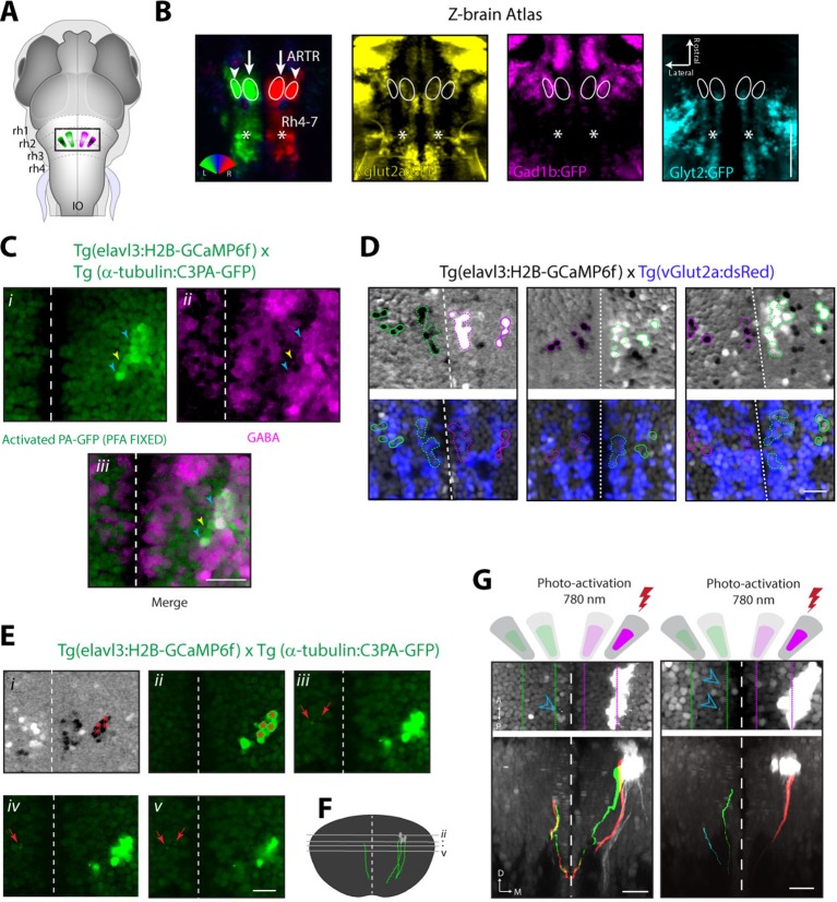 Figure 5—figure supplement 1.