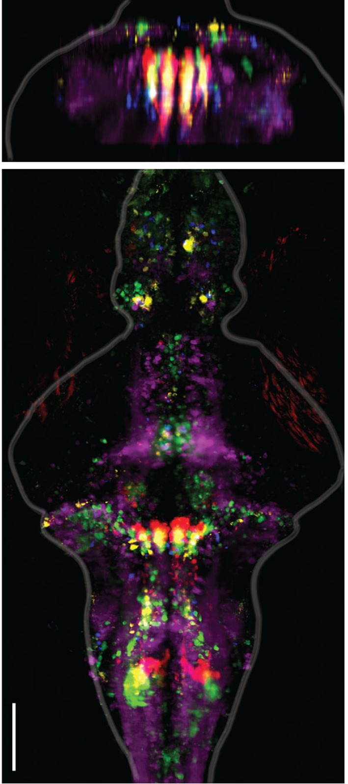 Figure 2—figure supplement 1.