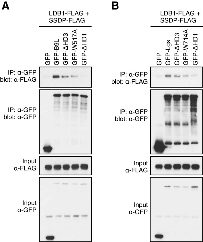 Figure 5—figure supplement 1.