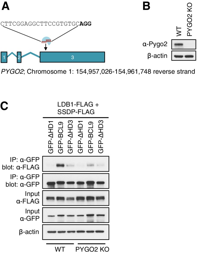 Figure 5—figure supplement 2.