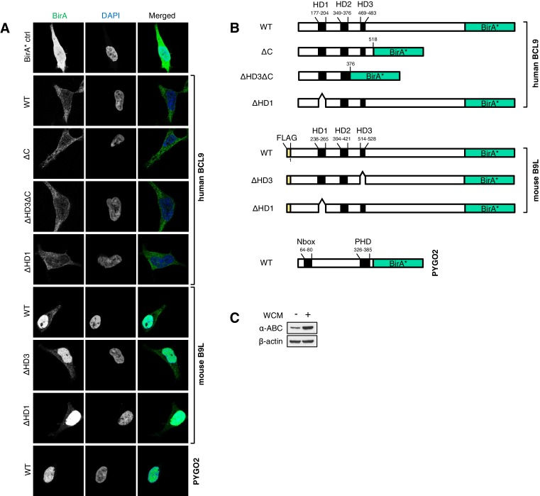 Figure 4—figure supplement 1.