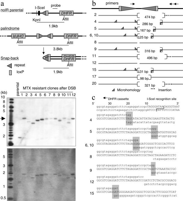 FIG. 2.