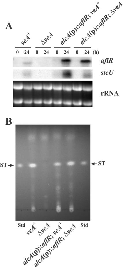 FIG. 5.