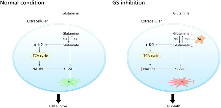 GRAPHICAL ABSTRACT