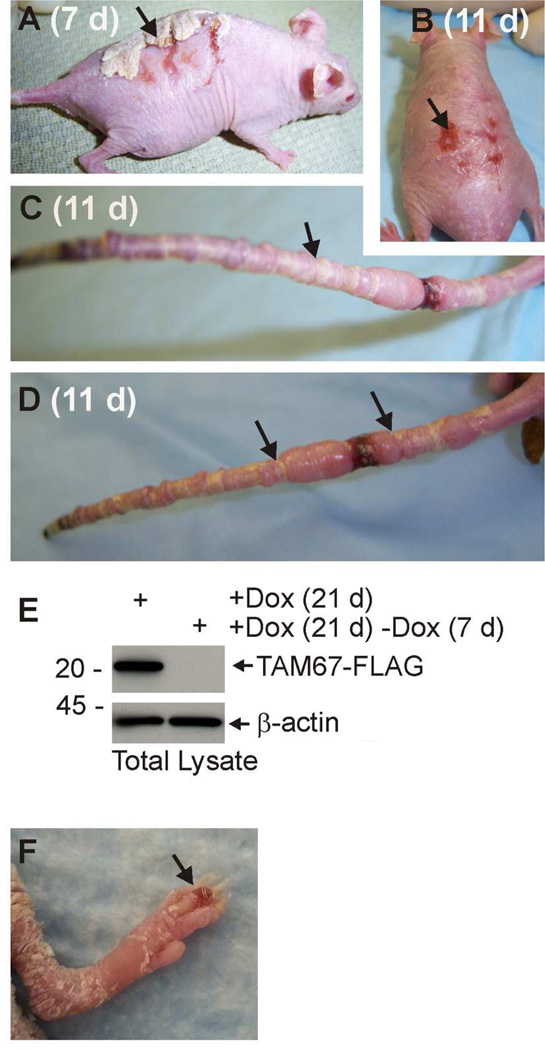 Fig. 5