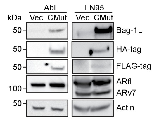 Figure 5—figure supplement 5.