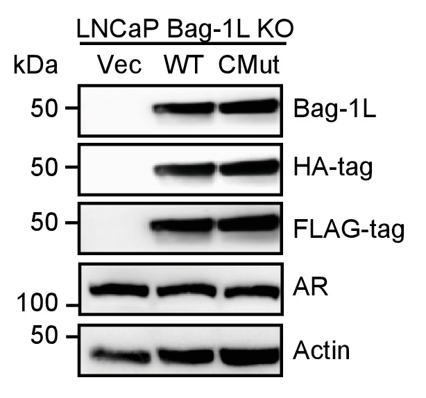 Figure 5—figure supplement 1.