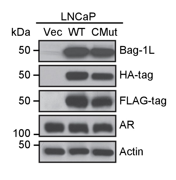 Figure 5—figure supplement 2.