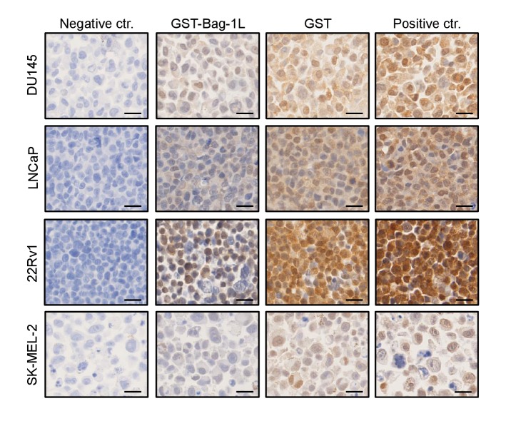 Figure 6—figure supplement 2.