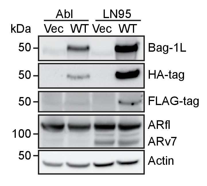 Figure 5—figure supplement 3.