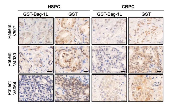 Figure 6—figure supplement 3.