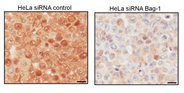 Figure 6—figure supplement 1.