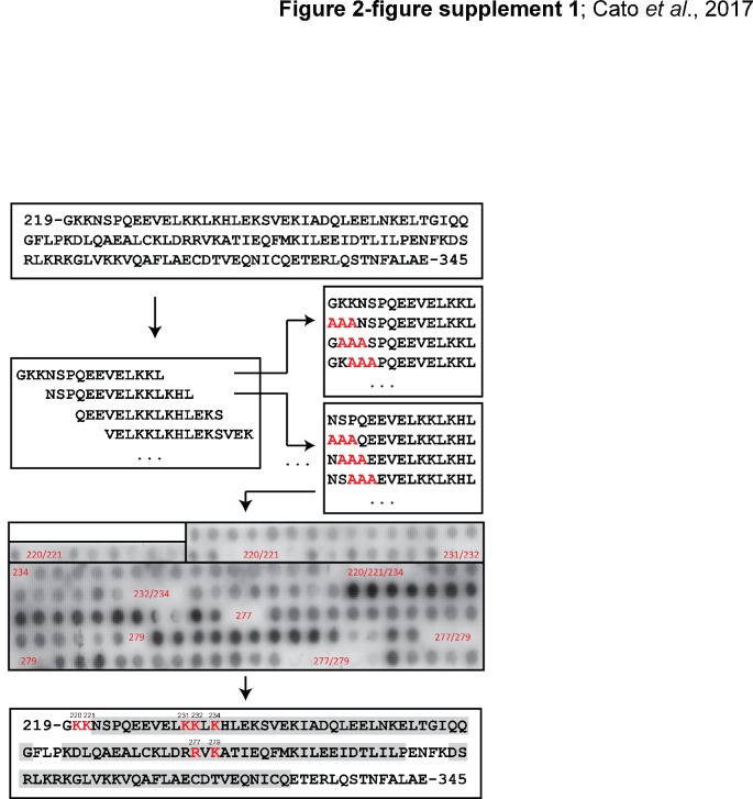 Figure 2—figure supplement 1.