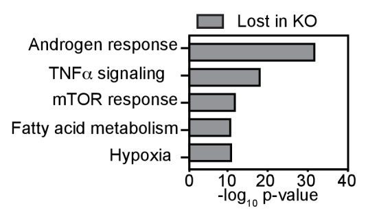 Figure 1—figure supplement 3.