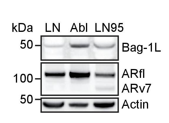 Figure 5—figure supplement 4.