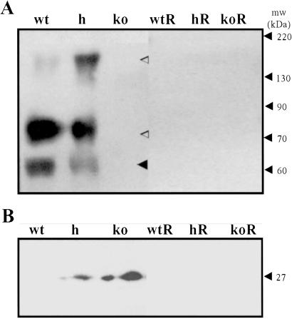 Fig 6.